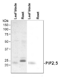PIP2;5 | aquaporin, plasma membrane intrinistic protein 2-5 in the group Antibodies Plant/Algal  / Membrane Transport System / Plasma membrane at Agrisera AB (Antibodies for research) (AS09 508)